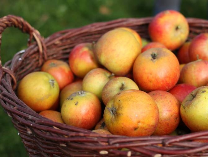 Pomme des Vergers du Mesnil Jourdain dans le département de l'Eure