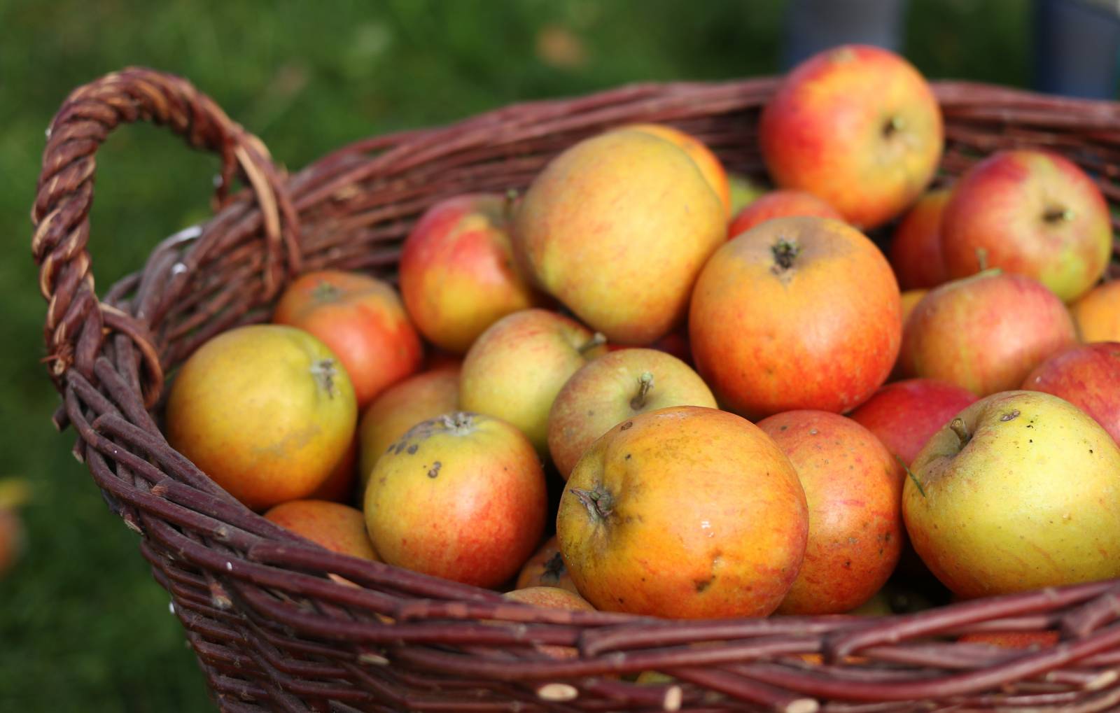 Pomme des Vergers du Mesnil Jourdain dans le département de l'Eure